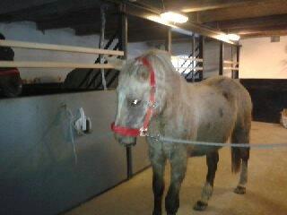 Palomino Golden Evolet billede 14