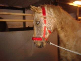 Palomino Golden Evolet billede 15