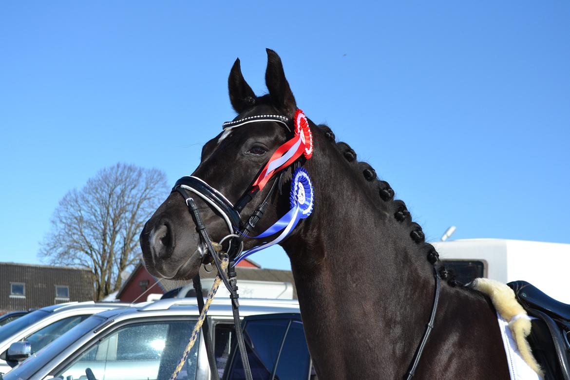 Tysk Oldenburger Hoelgaard's Armani billede 5