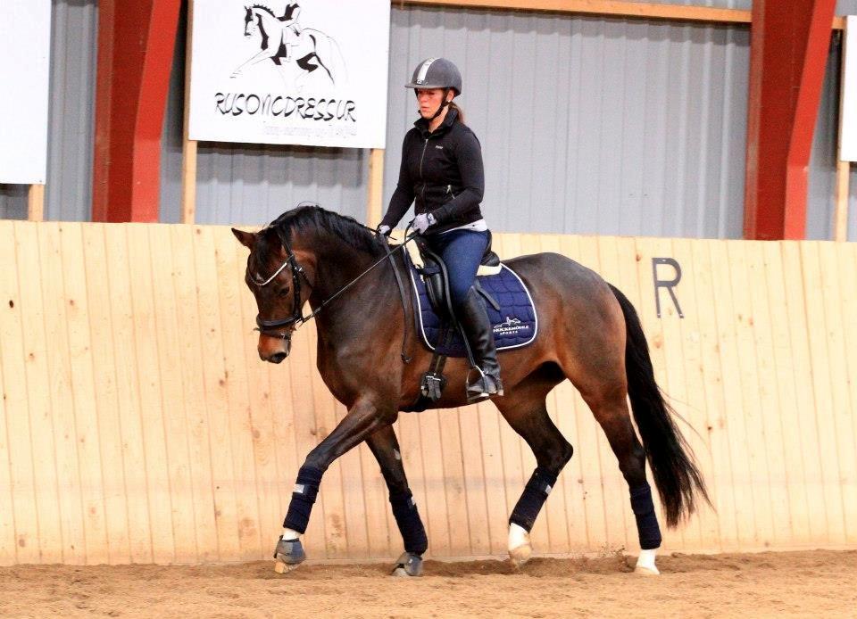 Dansk Varmblod Elmegaard´s Quote Me - Kursus ved Sune Hansen d.6-7 April 2013 billede 9