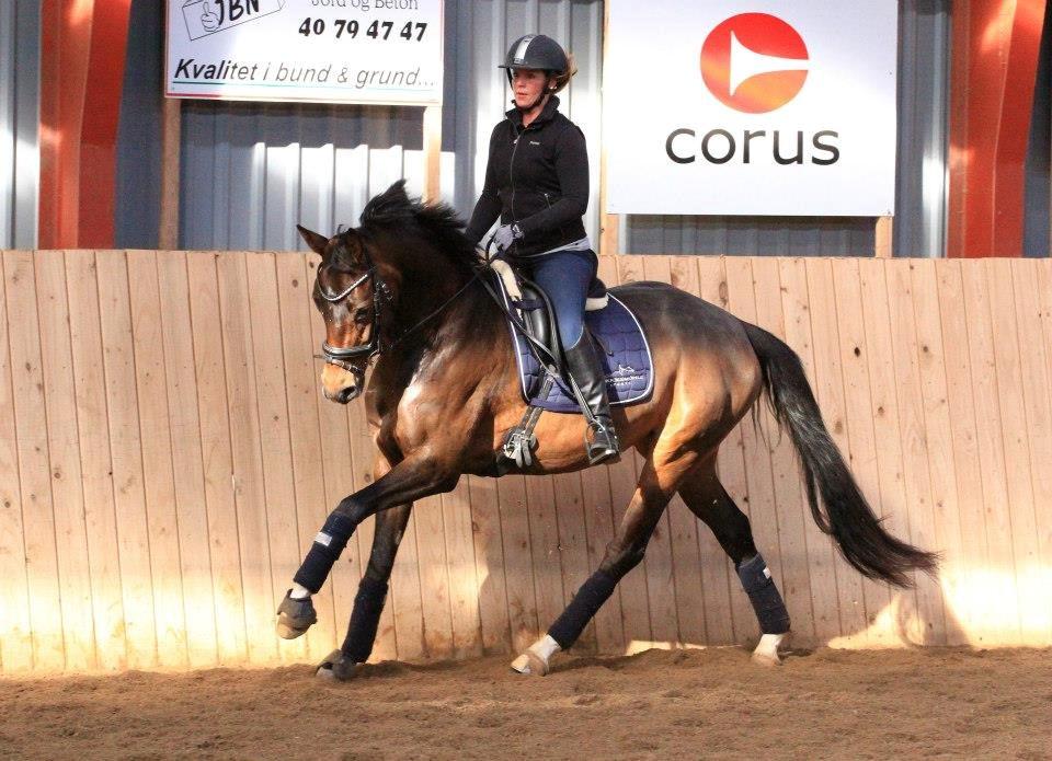 Dansk Varmblod Elmegaard´s Quote Me - Elsker den hest, den giver en super tur hver gang! Kursus ved Sune Hansen d. 6-7-2013 billede 3