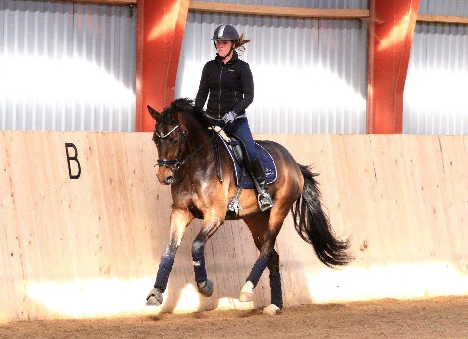 Dansk Varmblod Elmegaard´s Quote Me - Kursus ved Sune Hansen d.6-7 April 2013 billede 5