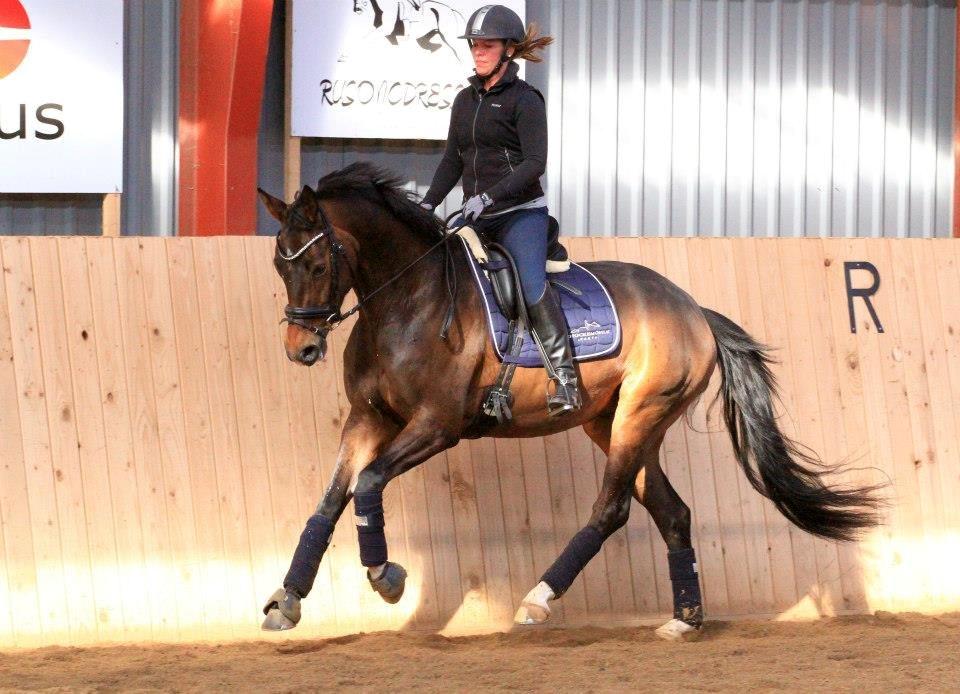 Dansk Varmblod Elmegaard´s Quote Me - Kursus ved Sune Hansen d.6-7 April 2013 billede 7