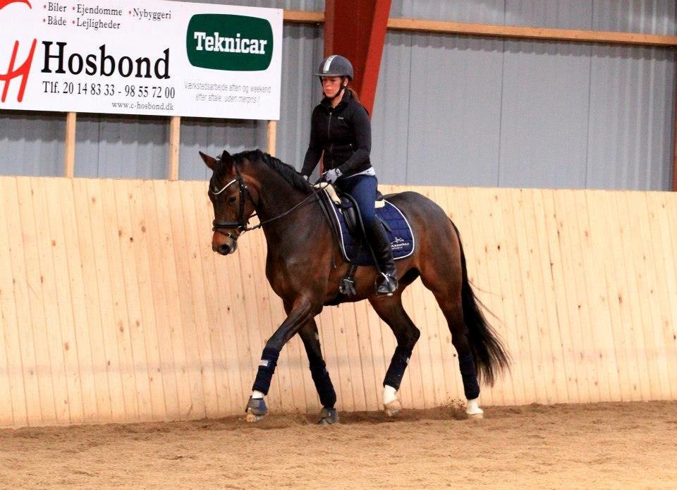 Dansk Varmblod Elmegaard´s Quote Me - Kursus ved Sune Hansen d.6-7 April 2013 billede 6