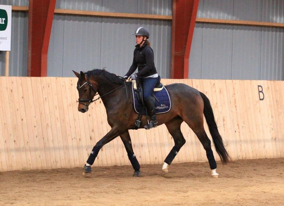 Dansk Varmblod Elmegaard´s Quote Me - Kursus ved Sune Hansen d.6-7 April 2013 billede 8