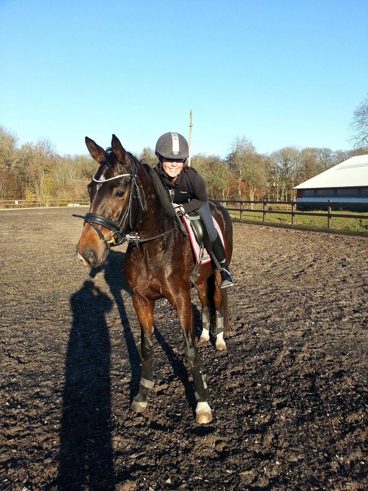 Dansk Varmblod Elmegaard´s Quote Me - Første tur hjemme på banen november 2013 billede 10