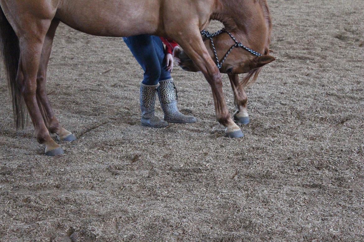 DSP Nørlunds Finette billede 12