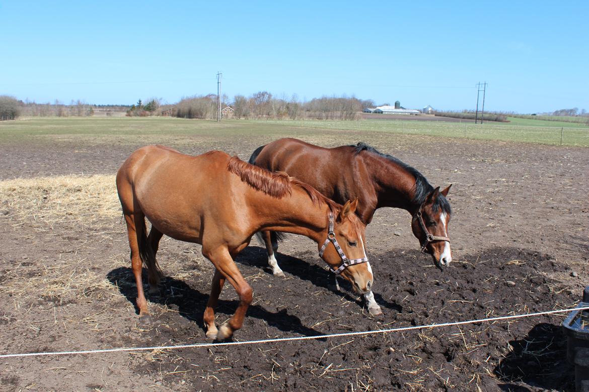 DSP Nørlunds Finette billede 13