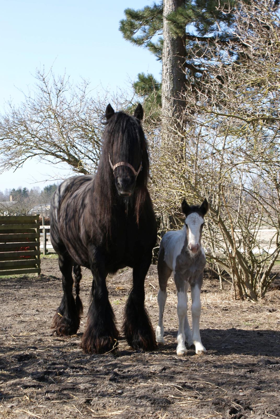 Irish Cob Pot of Gold - Pot of Gold med sit føl The Price of a Gypsy Fairytale, født d. 14-04-2013  (på billede er han 38 timer gammel) billede 10