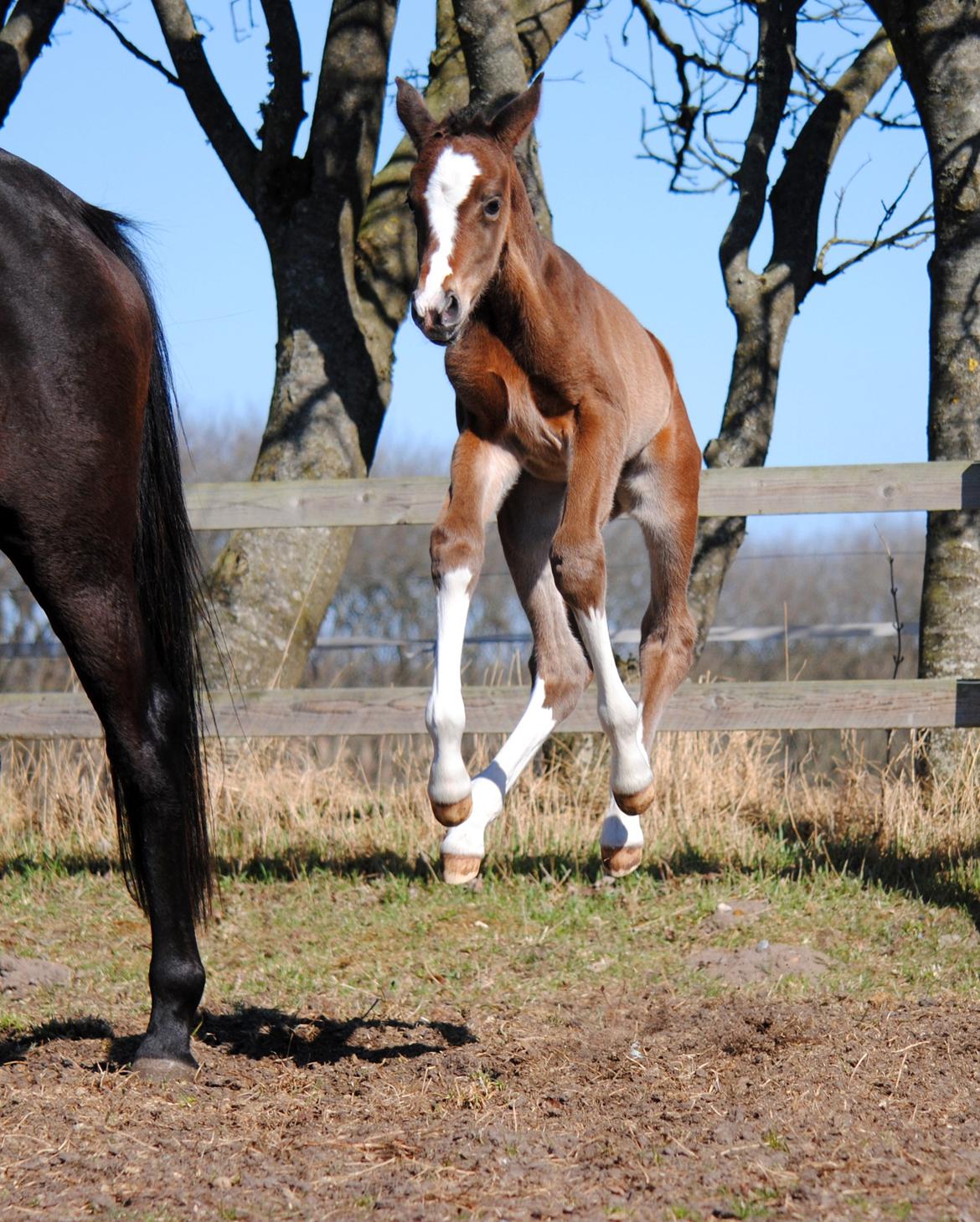 Dansk Varmblod Celina L billede 11