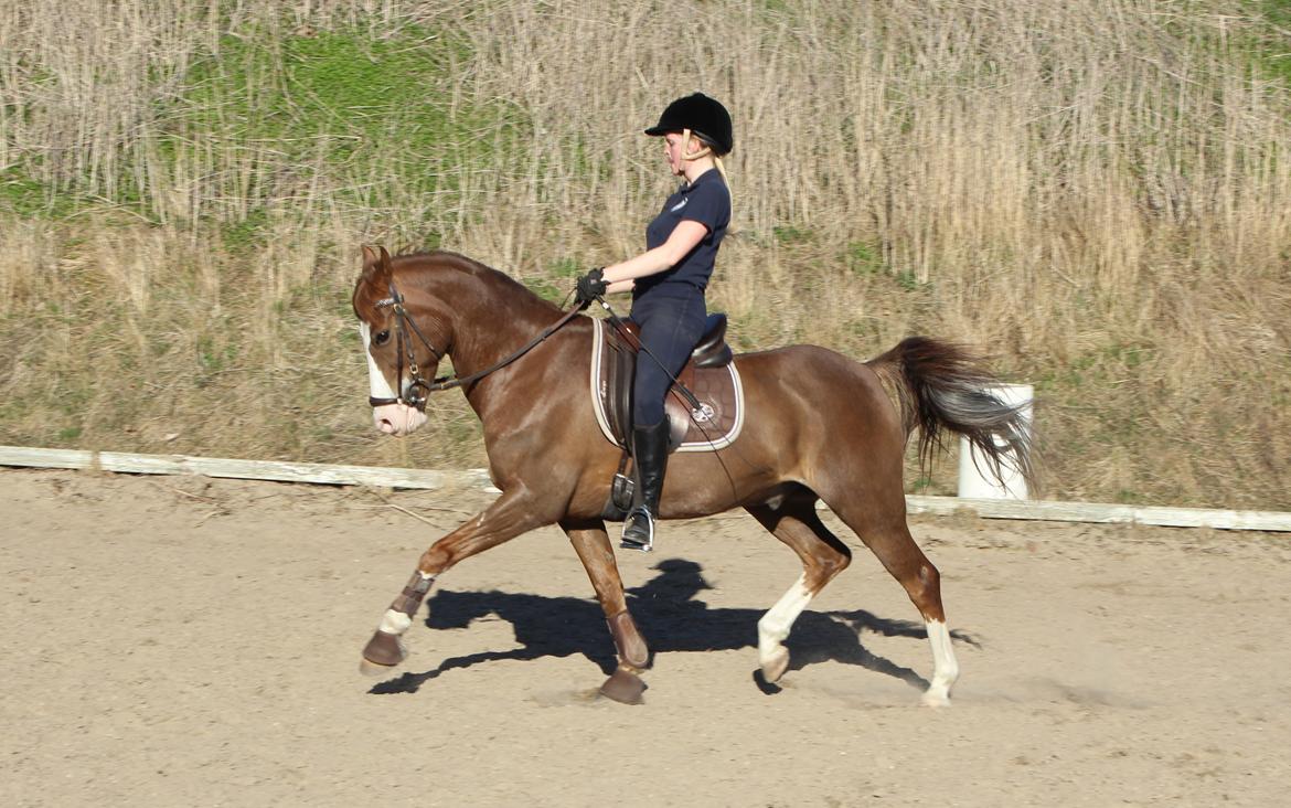 Welsh Partbred (Sec F) Rosengårdens Sodapop - Lækker pony til træning, april 2013 billede 16