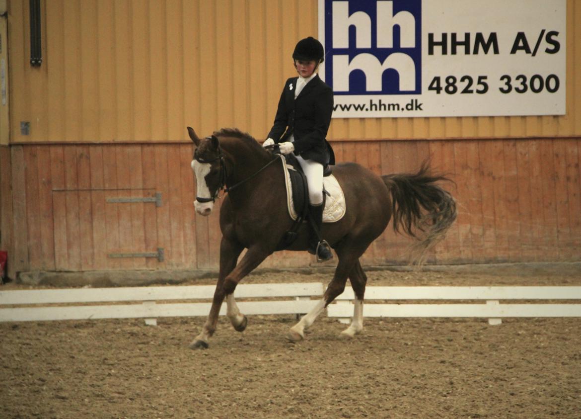 Welsh Partbred (Sec F) Rosengårdens Sodapop - stævne, april 2013 billede 10