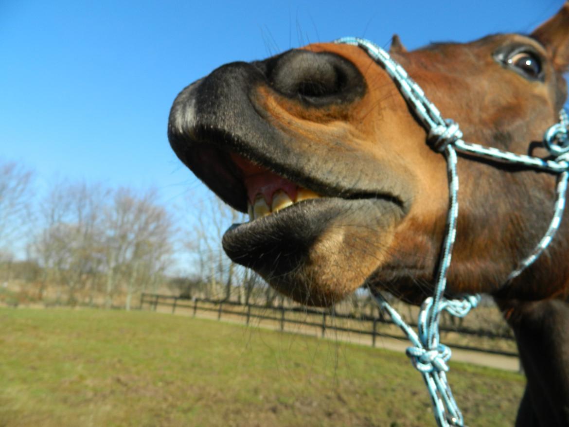 Dansk Varmblod Stenager's Remember Me - 20.april 2013 - Bøllen smiler på kommando.. Og her viser han så lige hvordan gør det ;-) billede 5