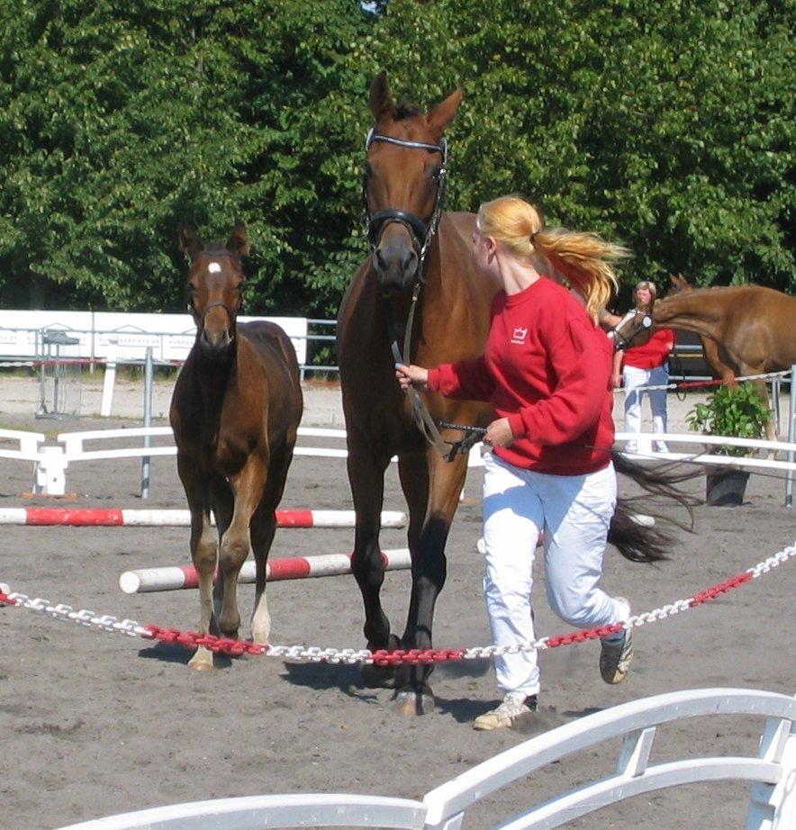 Dansk Varmblod Believe In Me billede 7