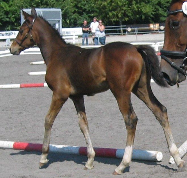 Dansk Varmblod Believe In Me billede 16