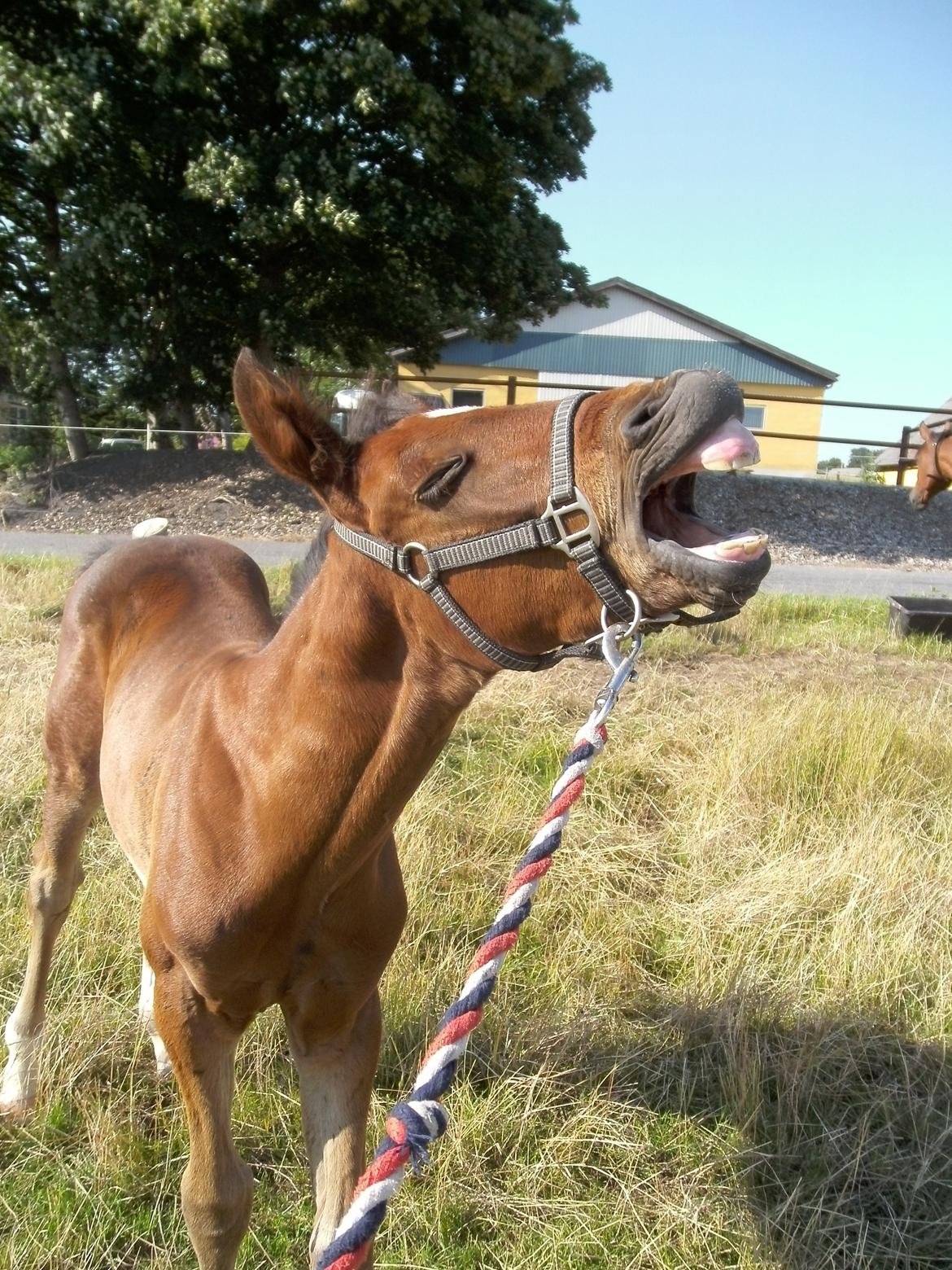 Dansk Varmblod Believe In Me billede 11