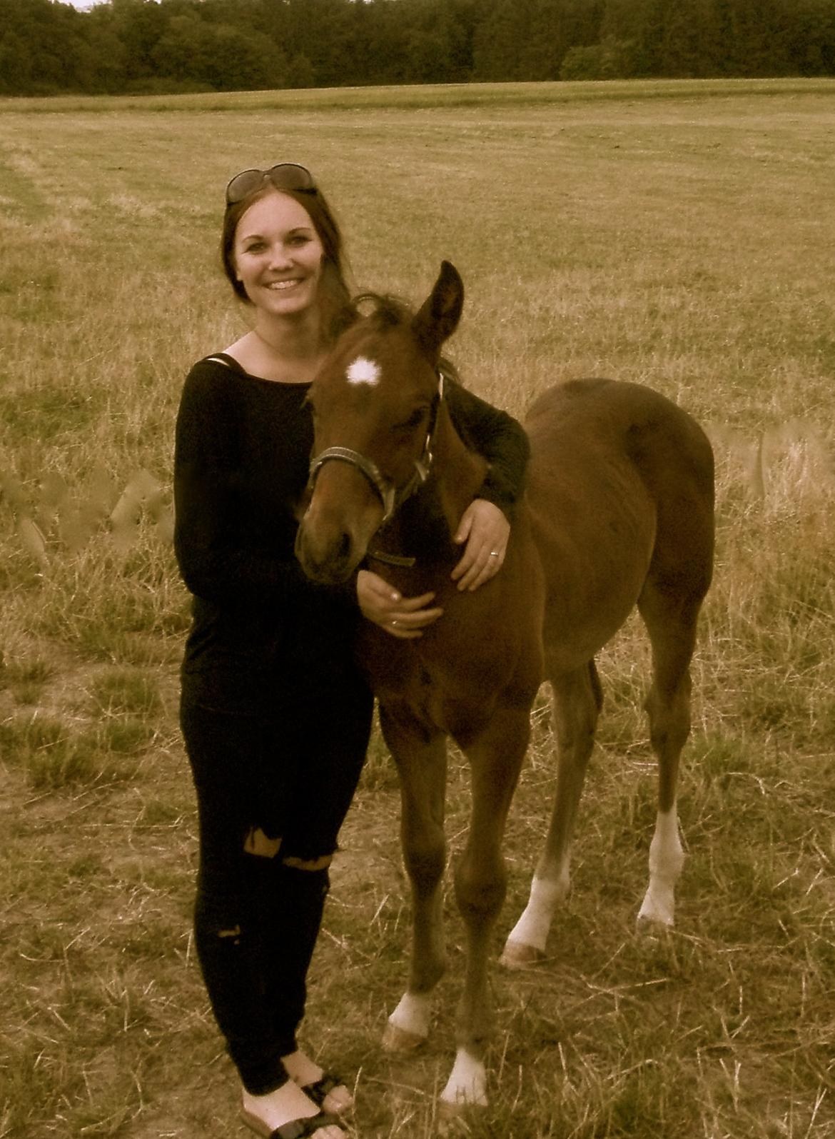 Dansk Varmblod Believe In Me billede 8