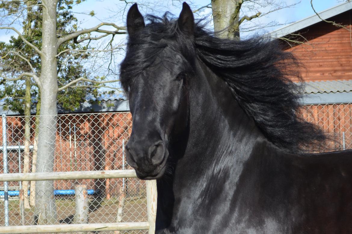 Frieser Hotse Fan It Hiem billede 15