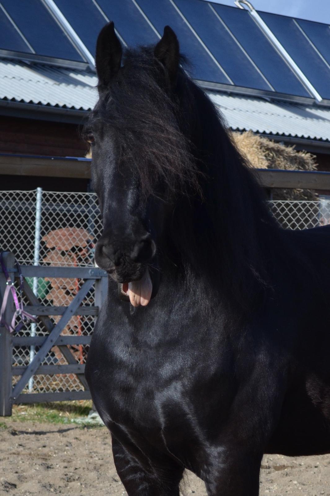 Frieser Hotse Fan It Hiem billede 20