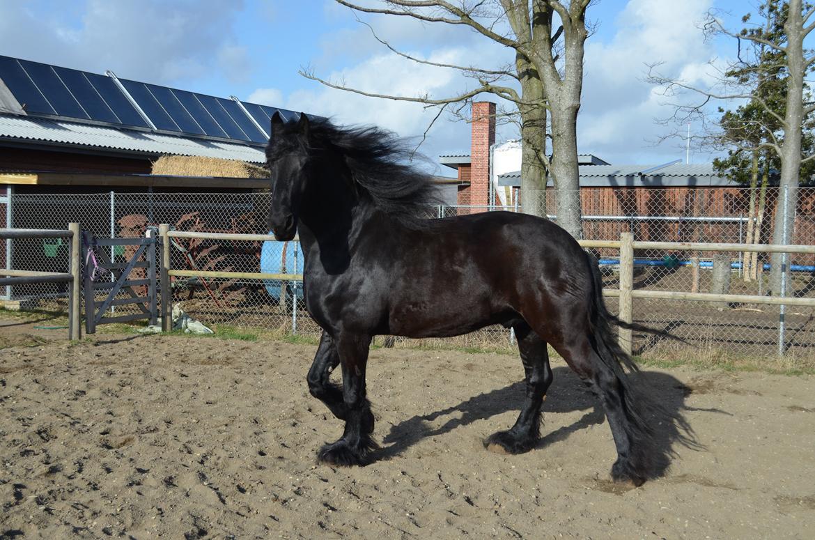 Frieser Hotse Fan It Hiem billede 4