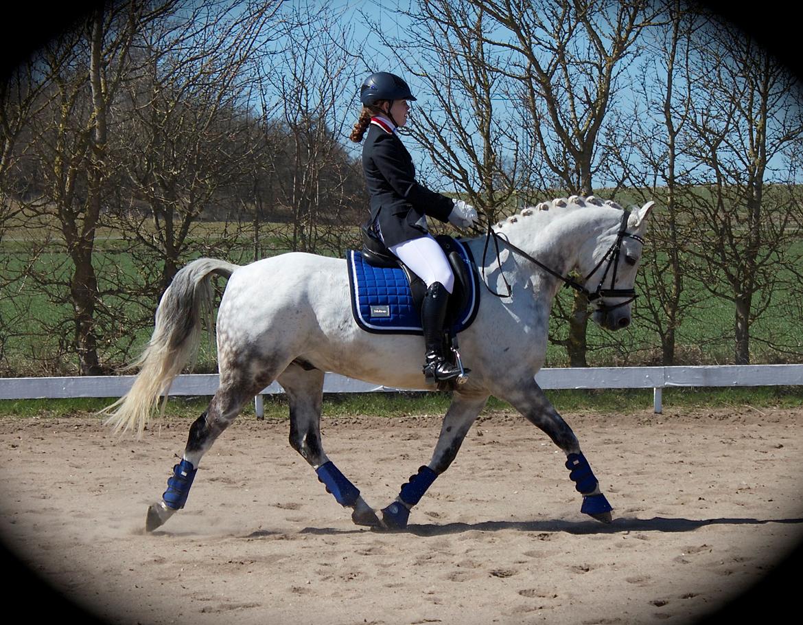 DSP Rafael Søblink *Soulmate* - Vinder af LB2 69,6% 20 April 2013. billede 5