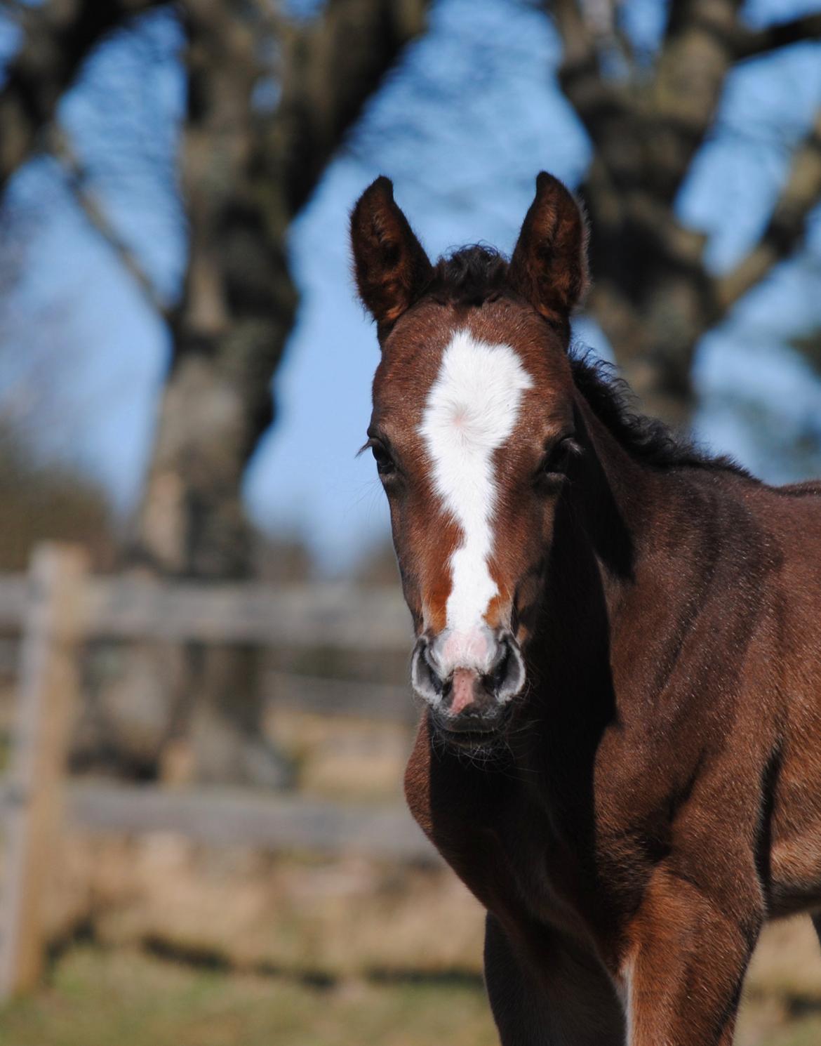 Dansk Varmblod Celina L billede 5