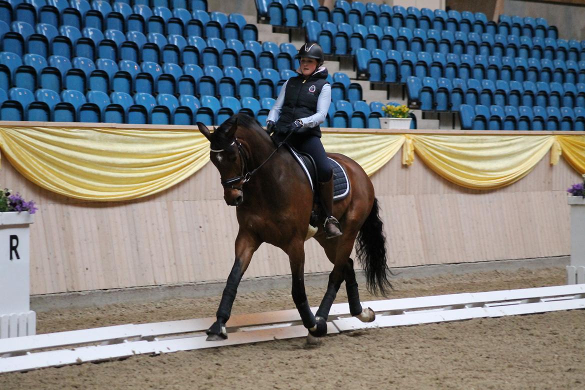 Dansk Varmblod Ruder Es Havdal - 20.04.2013 Træning til DYD stævnet Vilhelmsborg  billede 11