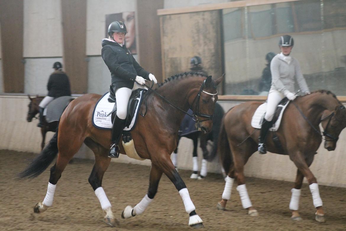 Dansk Varmblod Ruder Es Havdal billede 13