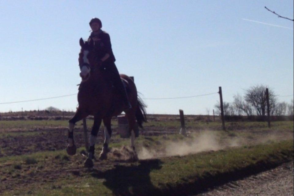 Holstener Fruerholm's Cato - EM 2014! billede 32