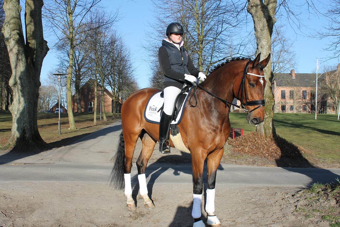 Dansk Varmblod Ruder Es Havdal - Tak til super sponsor Peak Consulting group! :) billede 23