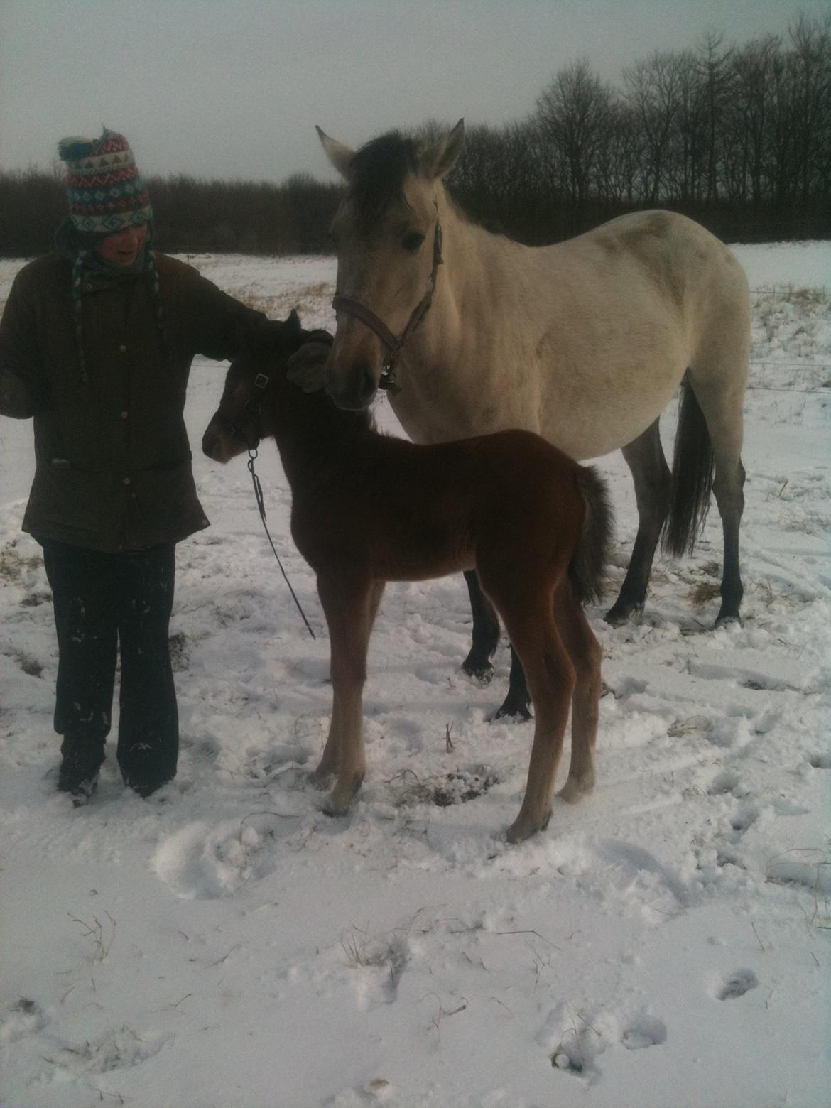 Anden særlig race Nasira Vanilla Alvilda billede 15