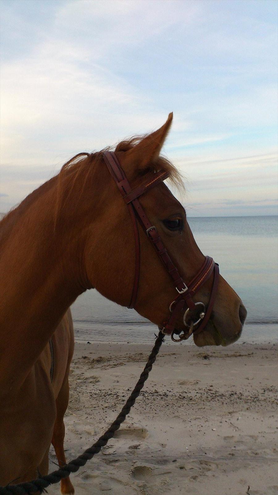Anden særlig race Amazing Amy - 13.05.12 - Smukke pony på gåtur på stranden :-) billede 16