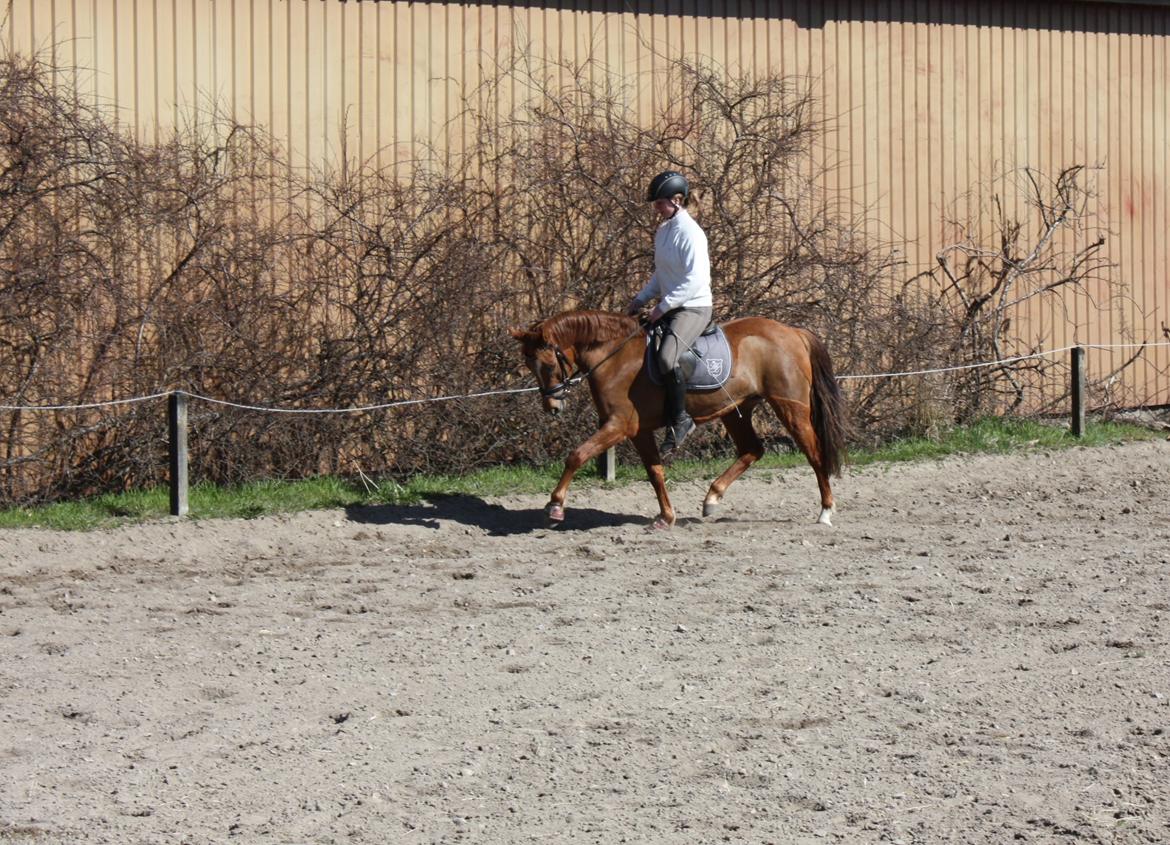 Anden særlig race Amazing Amy - 20.04.13 - Lækker pony i trav efter sammenlagt et par måneders ridning. Første ridetur ude nogensinde, og første tur efter 3 ugers fri, hun gør det SÅ fint :-) billede 18