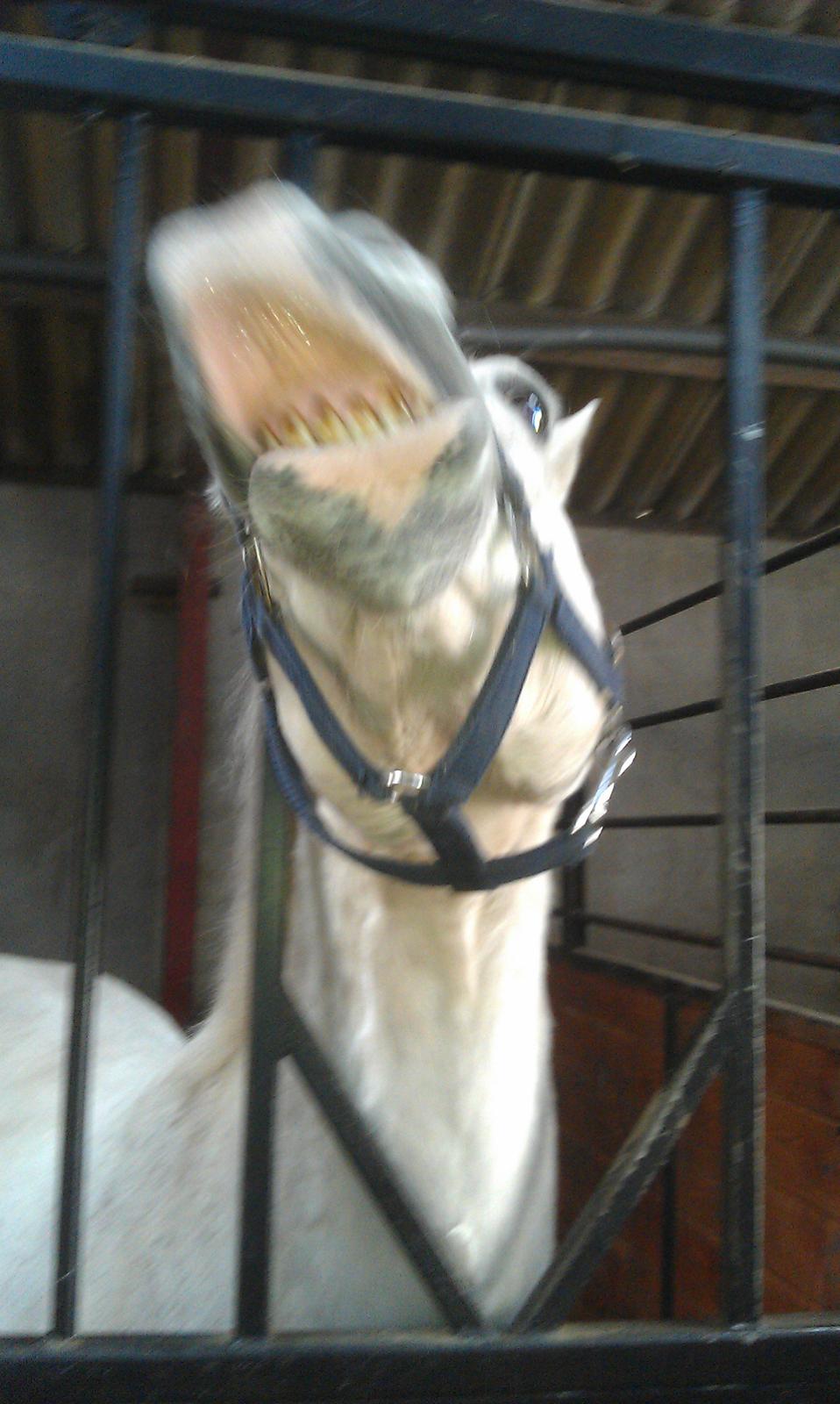 Anden særlig race Sebastian<3  - Smil!!!<3  billede 6