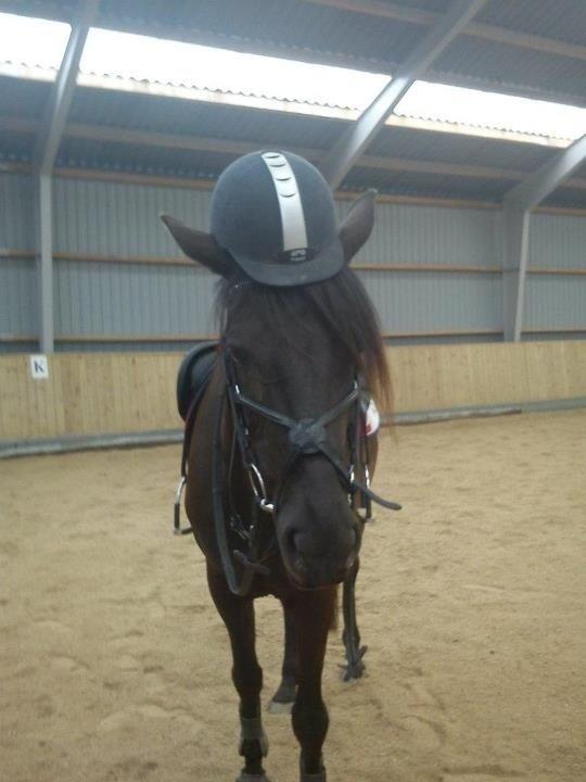 DSP Petit Cyrenaika billede 9