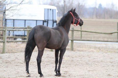 DSP Petit Cyrenaika billede 11