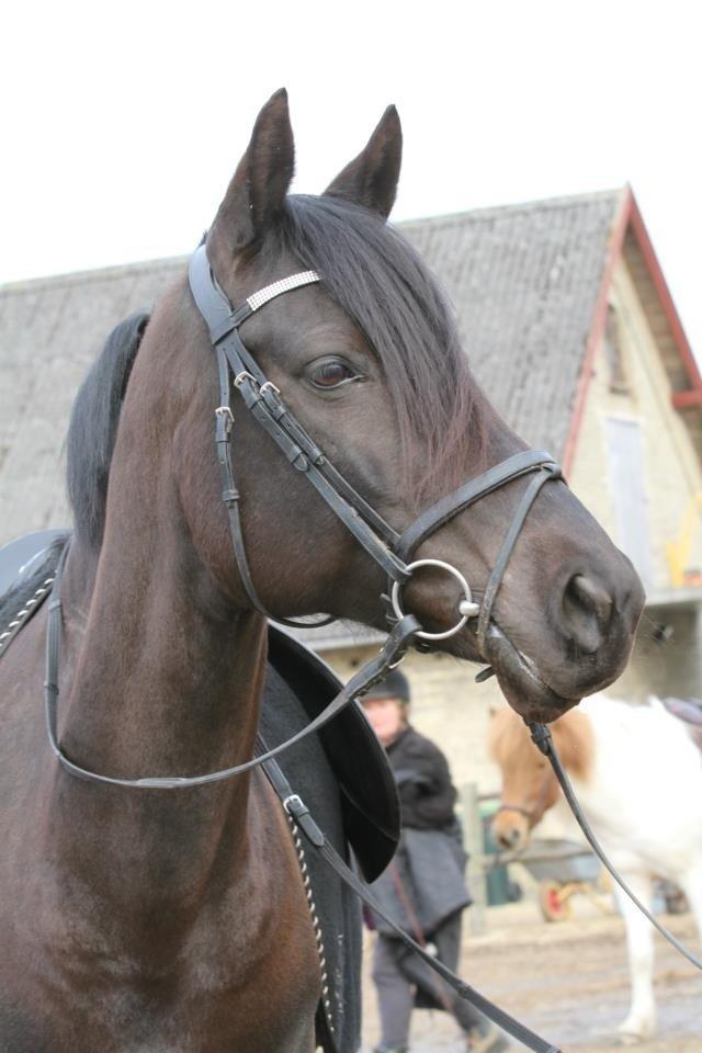 DSP Petit Cyrenaika billede 2