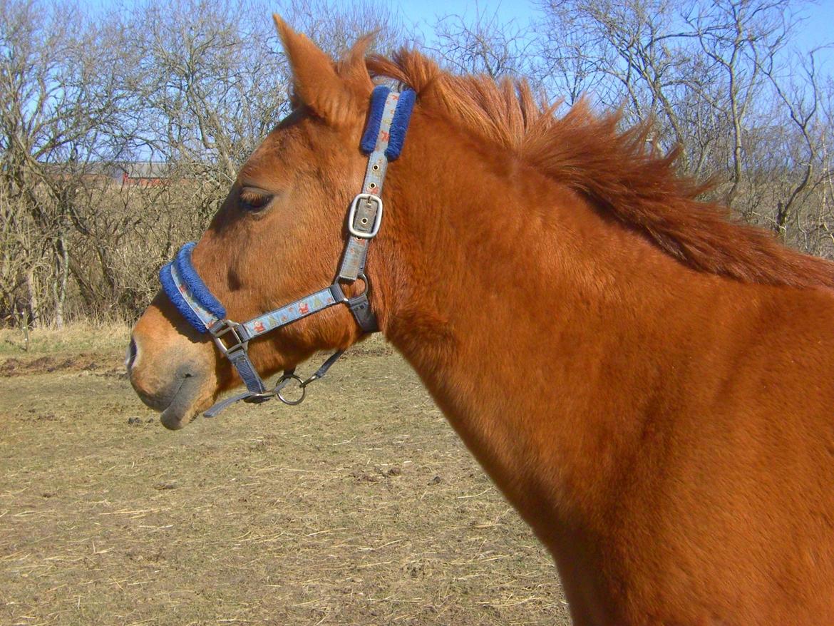 Anden særlig race Tequila - Tequila 20/4 2013 billede 1