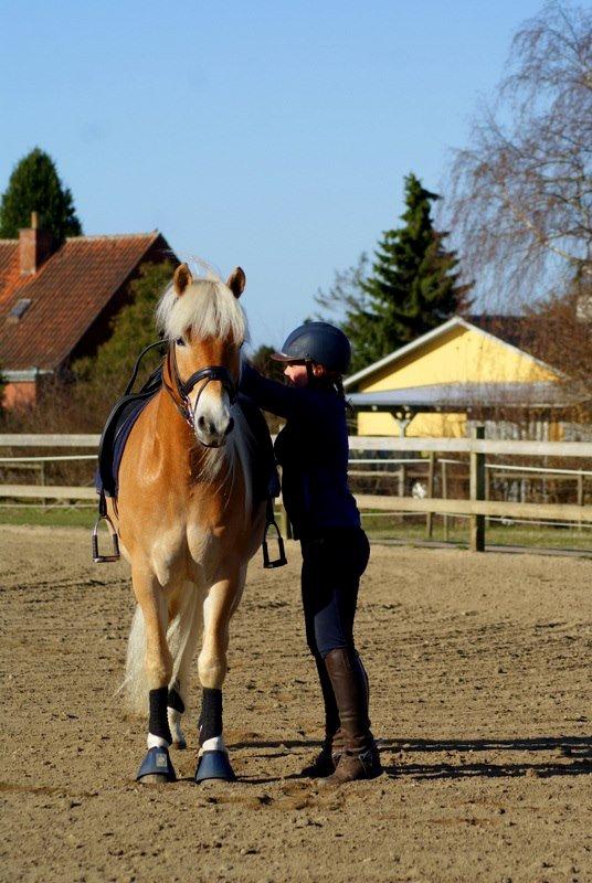 Haflinger Sarotti - Sarotti træning April 2013 billede 17