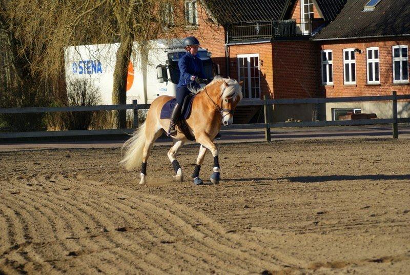 Haflinger Sarotti - Sarotti træning April 2013 billede 21
