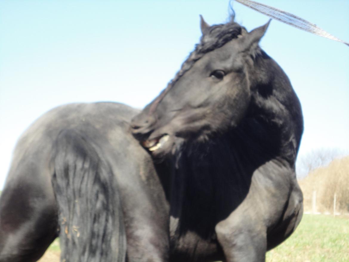 Frieser seppy 16 DØD billede 11