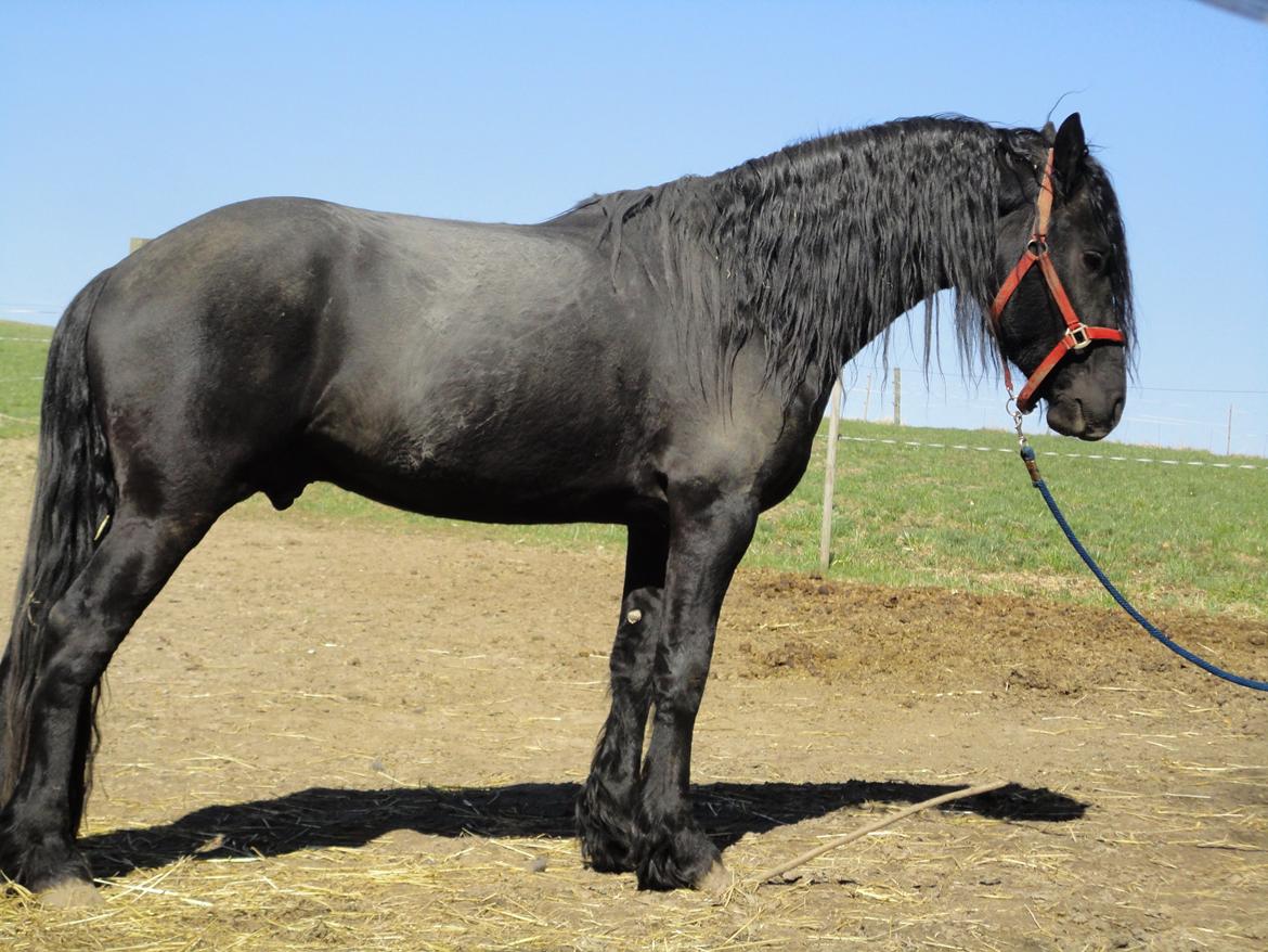 Frieser seppy 16 DØD billede 13