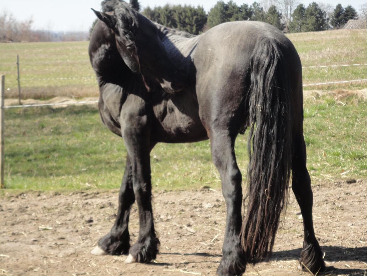 Frieser seppy 16 DØD billede 14