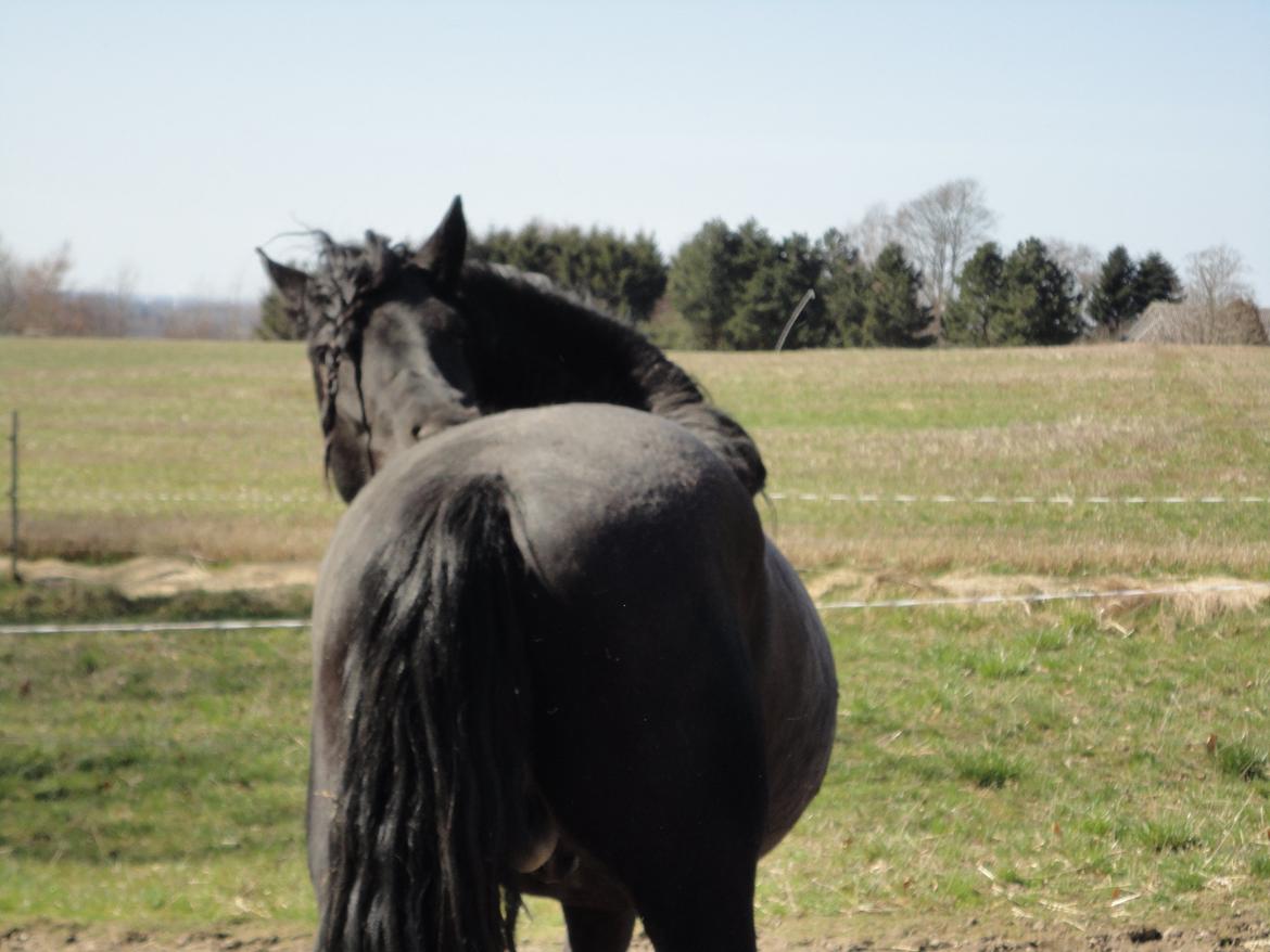 Frieser seppy 16 DØD billede 1