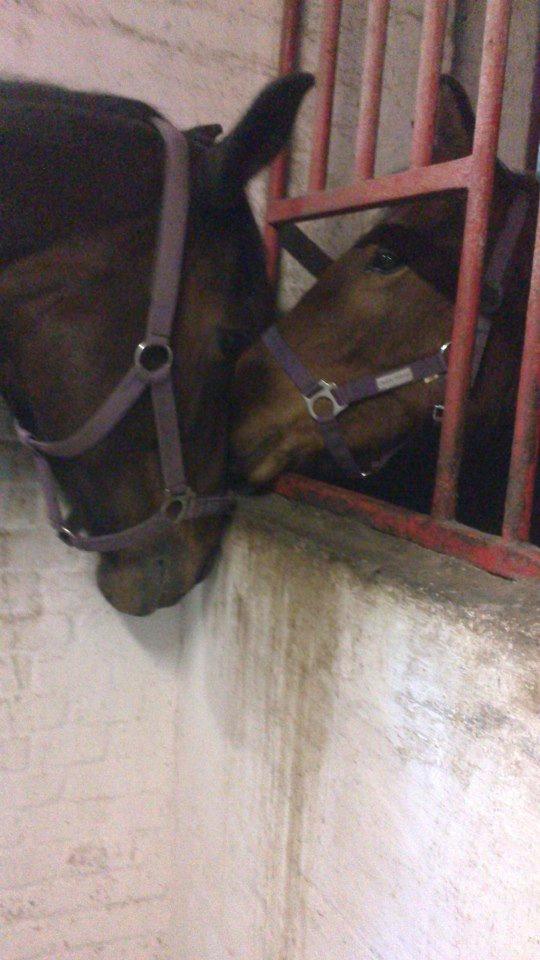 Dansk Varmblod Cinella D´crepes billede 1