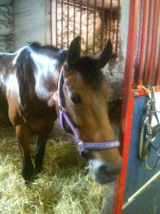 Dansk Varmblod Cinella D´crepes billede 3