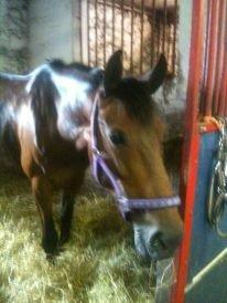 Dansk Varmblod Cinella D´crepes billede 5