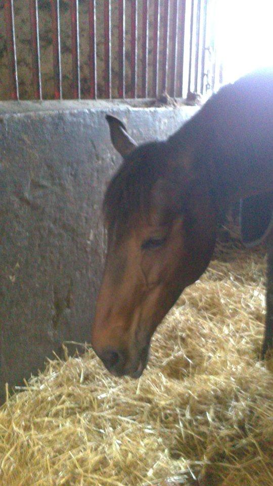 Dansk Varmblod Cinella D´crepes billede 6