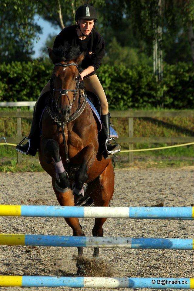 Dansk Varmblod Cinella D´crepes billede 7