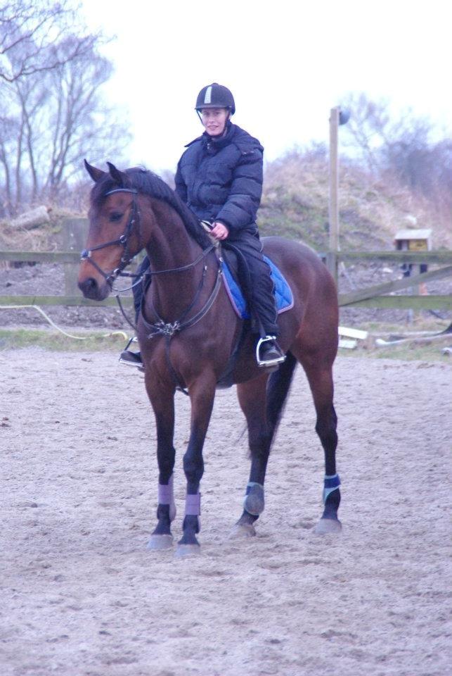 Dansk Varmblod Cinella D´crepes billede 8